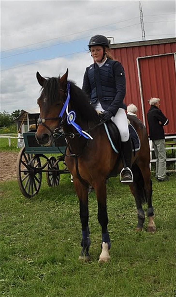 New Forest | Tårups Newton - 2 anden pladser i Ørsted LC & LB* <3 Foto: Karen billede 7