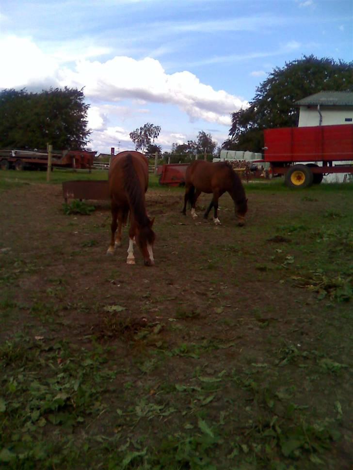 Welsh Pony (sec B) pretty R.I.P. - -pretty og mr. morgan billede 12