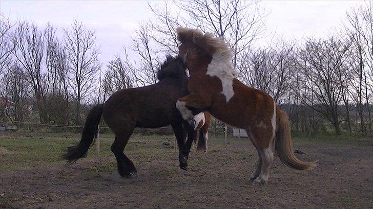 Islænder Glatnir f. Kølhede - Love is a game that two can play and both win
<3 Foto: miig billede 18