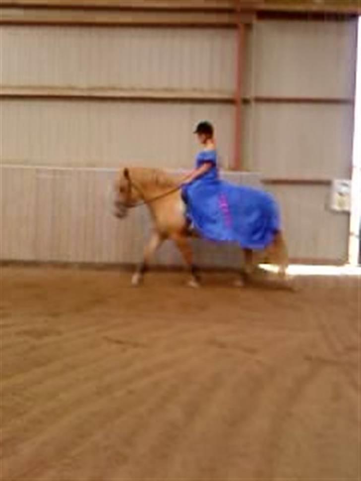 Anden særlig race Kasper *Solgt* - Med fin lånt kjole i Sindal 2009. billede 16