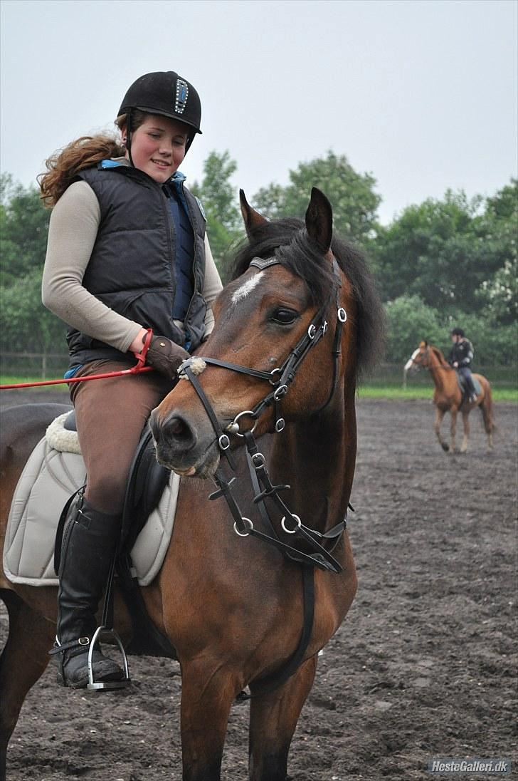 New Forest | Tårups Newton - Foto: Karen Sørensen <3 Springtræning. Jeg elsker dig Newton! billede 9