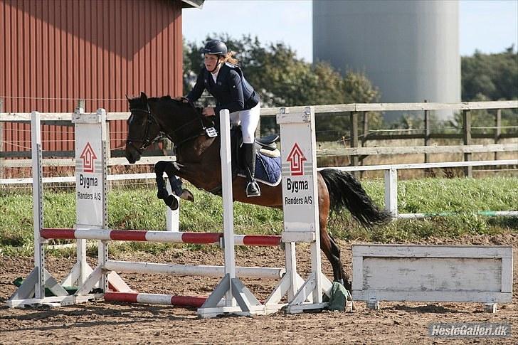 New Forest | Tårups Newton - Til stævne i ørsted <3 Foto: Malene Markman billede 10