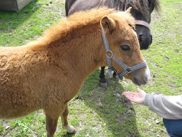 Shetlænder Cæsar billede 2