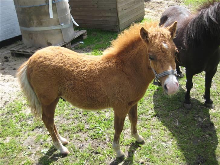 Shetlænder Cæsar billede 3