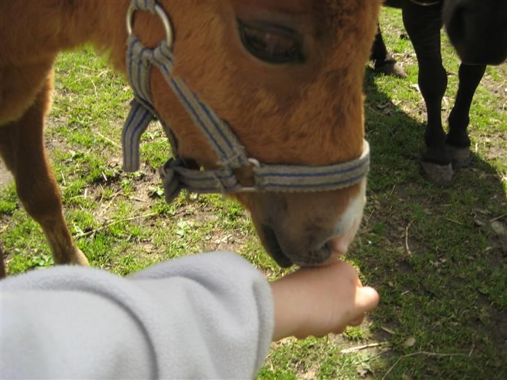 Shetlænder Cæsar - Hej Mia ! Jeg nusser diiq liqe :D billede 4