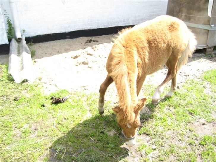 Shetlænder Cæsar - Uhh det klør liqe hehe ;) <3 billede 5