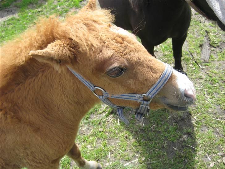 Shetlænder Cæsar billede 6