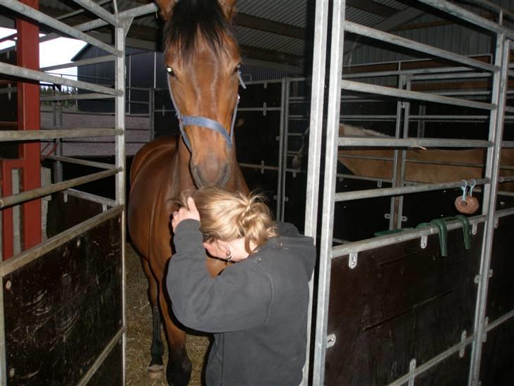 Dansk Varmblod Starlight´s Sidney - Sida elsker at nulle i hår ;) billede 10