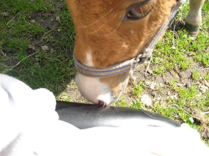 Shetlænder Cæsar - Så undersøger vi lige Mia´s ene Lædderlegins :P billede 7