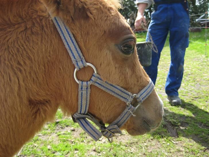 Shetlænder Cæsar billede 8