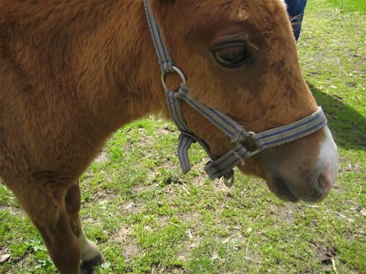 Shetlænder Cæsar billede 9