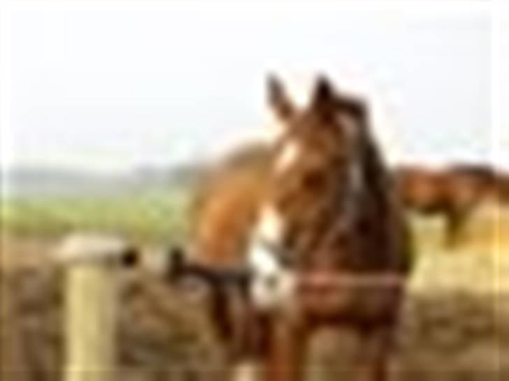 Dansk Varmblod Aluette billede 9