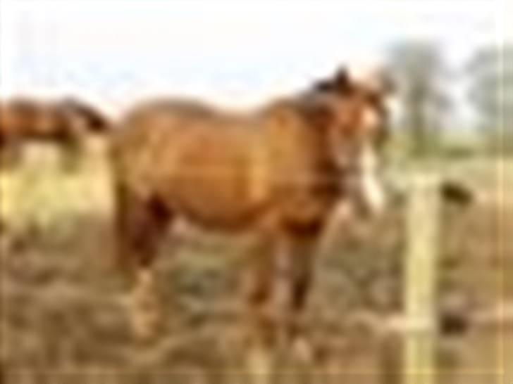 Dansk Varmblod Aluette billede 10