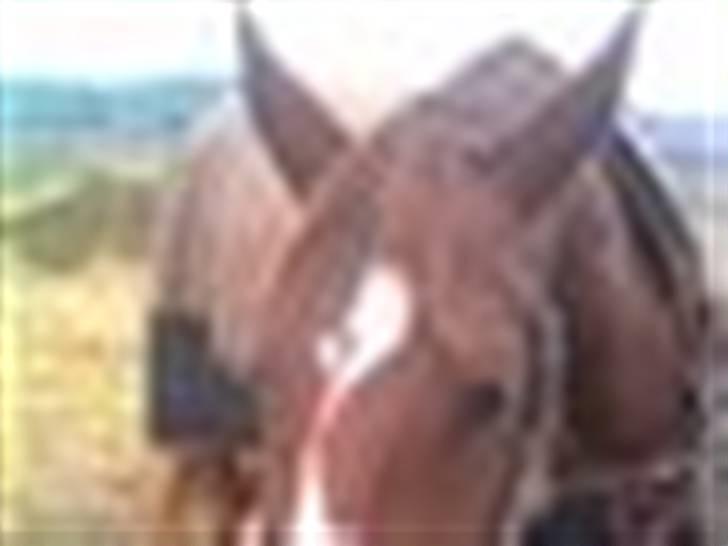 Dansk Varmblod Aluette billede 11