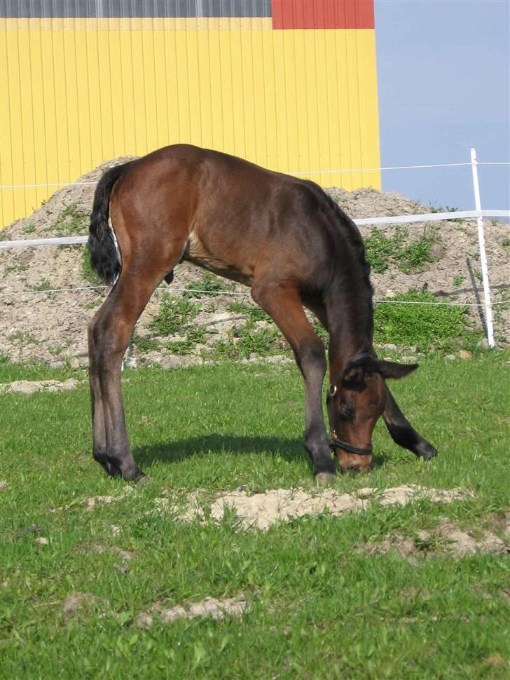 Oldenborg Skovlundegårds Ragatzzo - få dage gammel billede 4