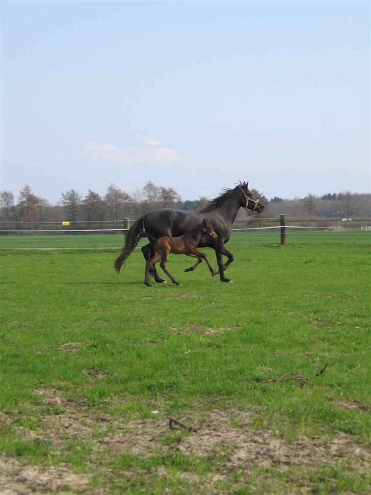Oldenborg Skovlundegårds Ragatzzo - Ragatzzo og hans smukke mor Rozette billede 6