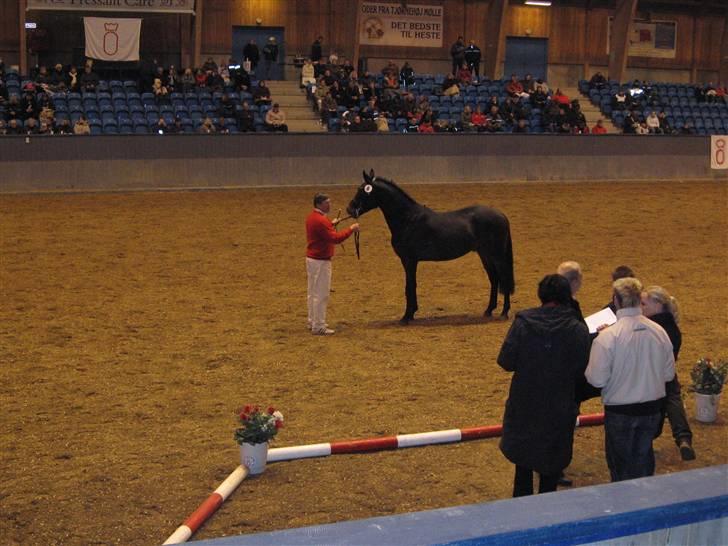 Oldenborg Skovlundegårds Ragatzzo - hingstekåring vilhelmsborg billede 7