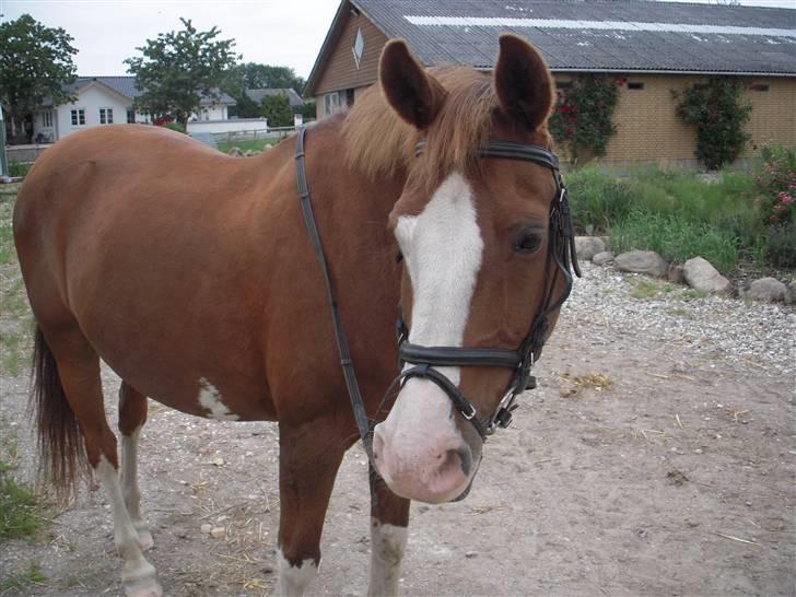 DSP Monty  - Smukke Monty ;D billede 9