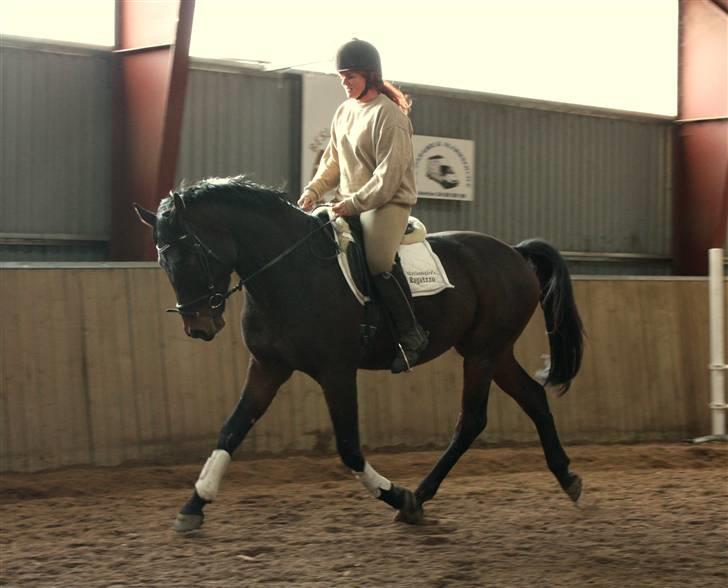 Oldenborg Skovlundegårds Ragatzzo - dygtige gatzo oktober 2009 billede 13