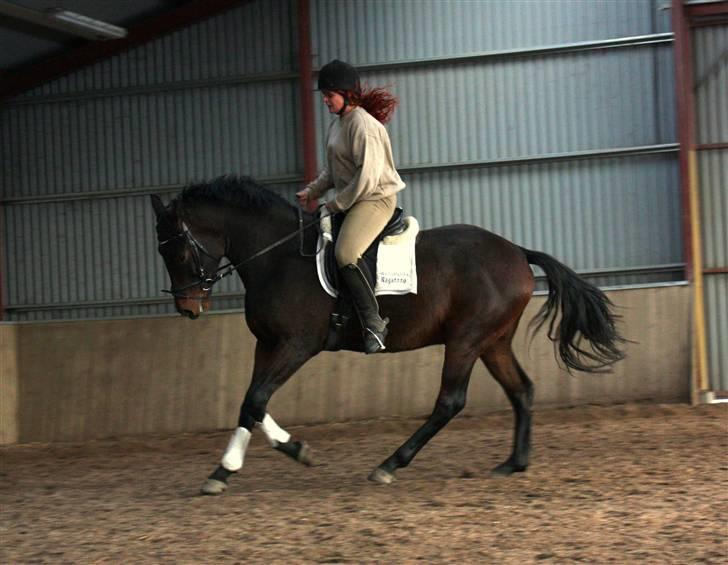 Oldenborg Skovlundegårds Ragatzzo - oktober 2009 billede 14