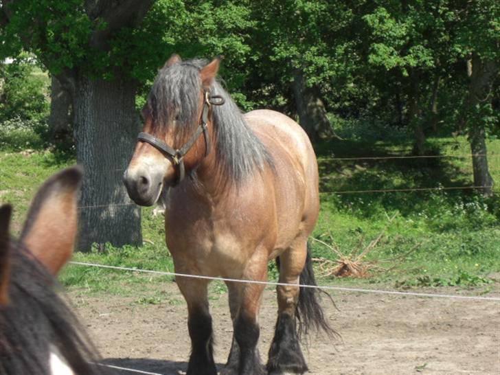 Belgier Acasia Svelena - acasia billede 1