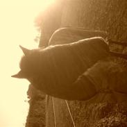 Welsh Pony (sec B) Flying Bee R.I.P!