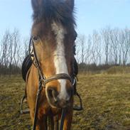Welsh Pony (sec B) Flying Bee R.I.P!