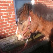 Welsh Pony (sec B) Flying Bee R.I.P!