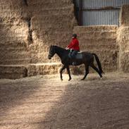 Dansk Varmblod Bæklunds Lancet