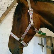 Polsk Varmblod Diamond