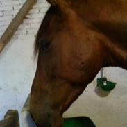 Polsk Varmblod Diamond