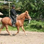 Islænder Kristall fra Sauðhaga 2