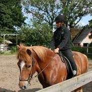 Islænder Kristall fra Sauðhaga 2