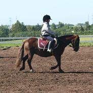 Anden særlig race Molly (SOLGT) 
