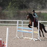 Anden særlig race Million Dollar baby