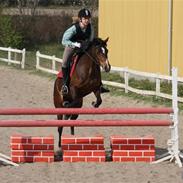 Anden særlig race Million Dollar baby