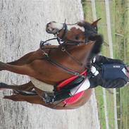 DSP Toftegårdens Apachie