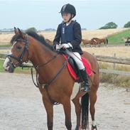 DSP Toftegårdens Apachie