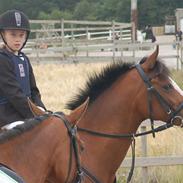 DSP Toftegårdens Apachie