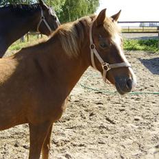 Anden særlig race Fratchy Fray (Freja)
