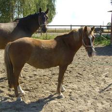 Anden særlig race Fratchy Fray (Freja)