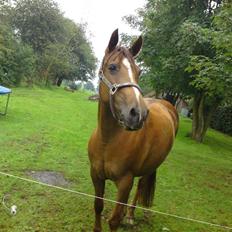 Anden særlig race Flør (gammel part)