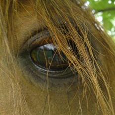 Anden særlig race Flør (gammel part)