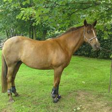 Anden særlig race Flør (gammel part)