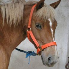 Anden særlig race Rosa* Linda h's *