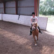 Anden særlig race Rosa* Linda h's *