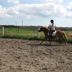 Anden særlig race Rosa* Linda h's *