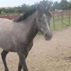 Welsh Pony (sec B) Bounty >>SOLGT<<