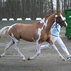 Pinto GP Don Chico Højgård 