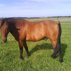 Anden særlig race Major